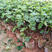 夏黑葡萄苗，当年种当年结果，产量高，耐寒品种