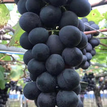 夏黑葡萄苗，当年种当年结果，产量高，耐寒品种