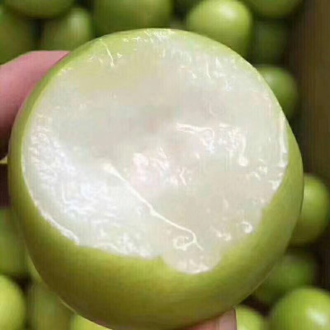 苹果枣嫁接苗，结出果大脆甜，南北方适合种植，易管理