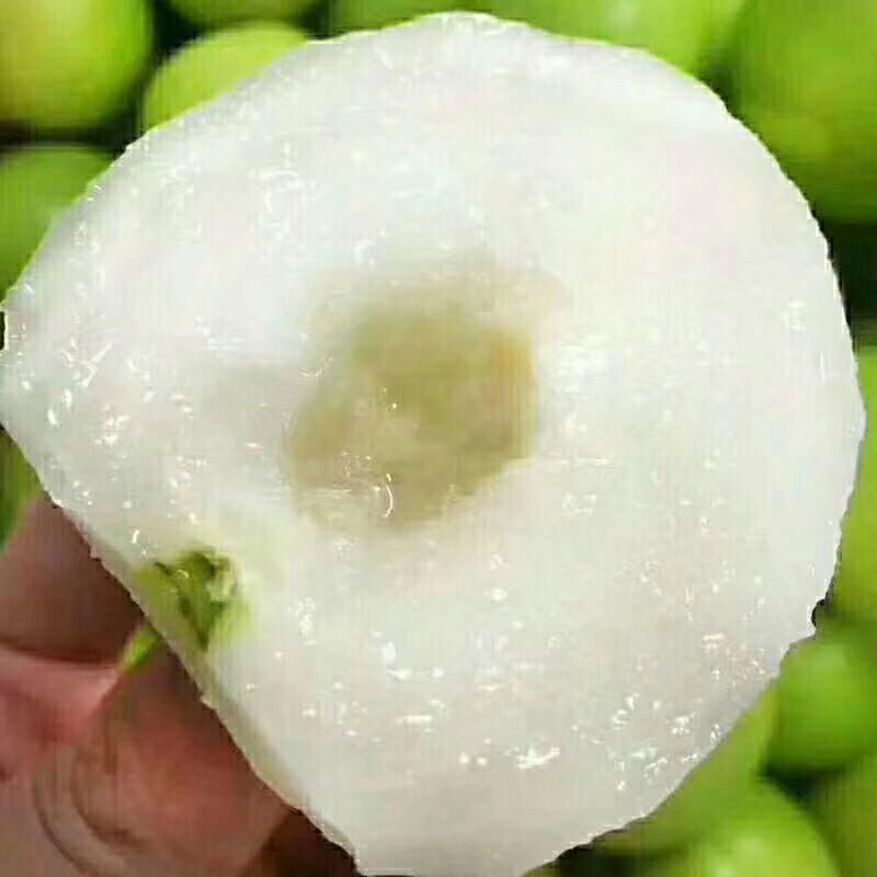 苹果枣嫁接苗，结出果大脆甜，南北方适合种植，易管理