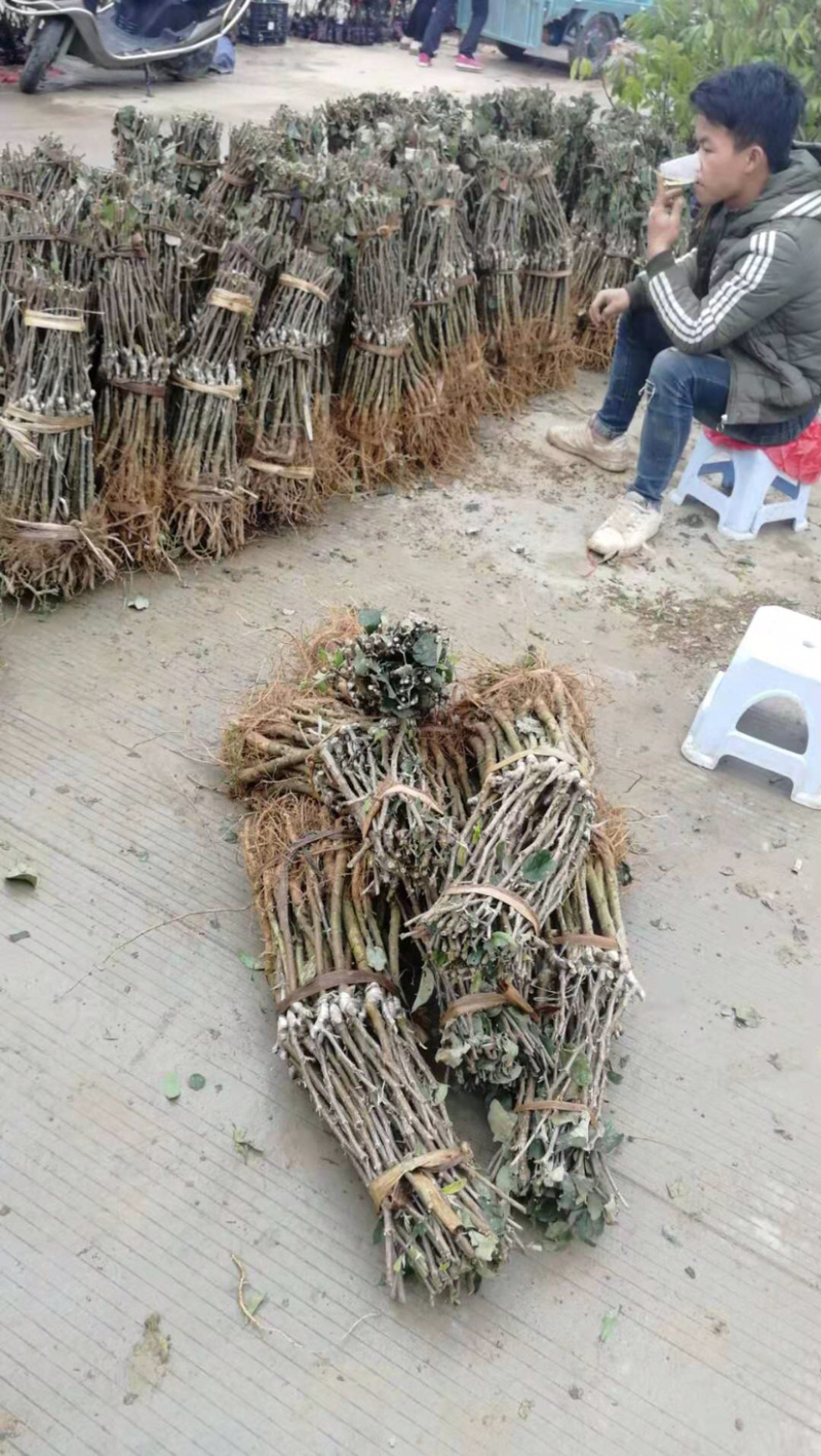 苹果枣嫁接苗，结出果大脆甜，南北方适合种植，易管理