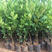 台湾大青枣苗，密丝枣苗，南北方适合种植，易管理