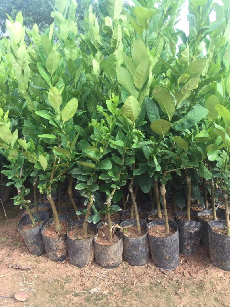 苹果枣嫁接苗，结出果大脆甜，南北方适合种植，易管理