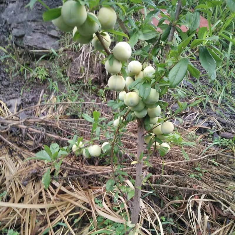 《基地》苍溪青脆李子苗品种齐全成活率高批发全国发货