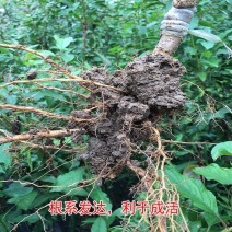 《基地》苍溪青脆李子苗品种齐全成活率高批发全国发货