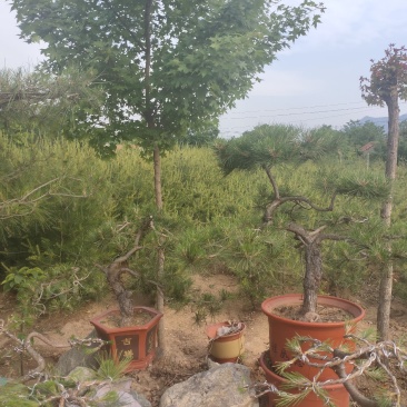 景松盆景松精品高档基地直供