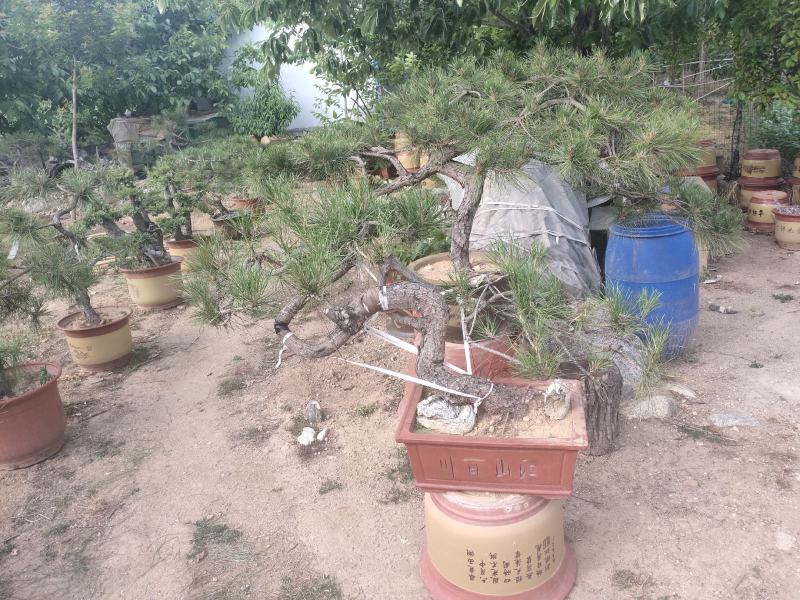 景松盆景松精品高档基地直供