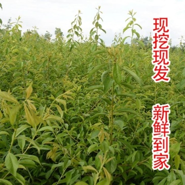 【基地】四川脆红李子苗/嫁接苗/包成活/死苗补发