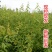 【基地】四川脆红李子苗/嫁接苗/包成活/死苗补发