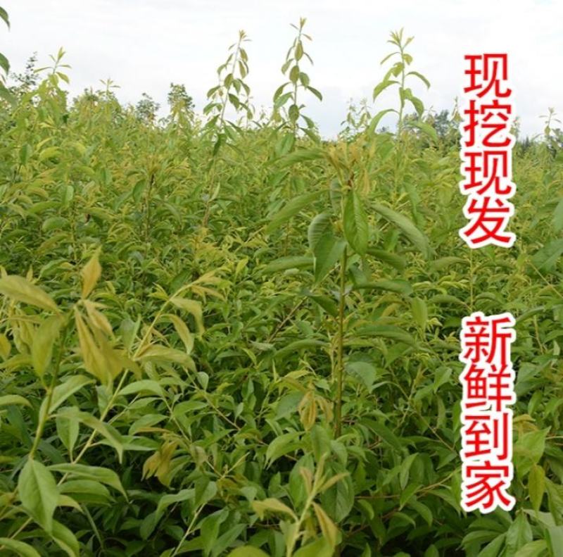 【基地】四川脆红李子苗/嫁接苗/包成活/死苗补发