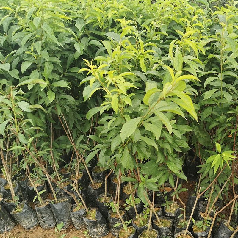 【基地发】苍溪蜂糖李子苗嫁接苗基地直供批发量大品质保证
