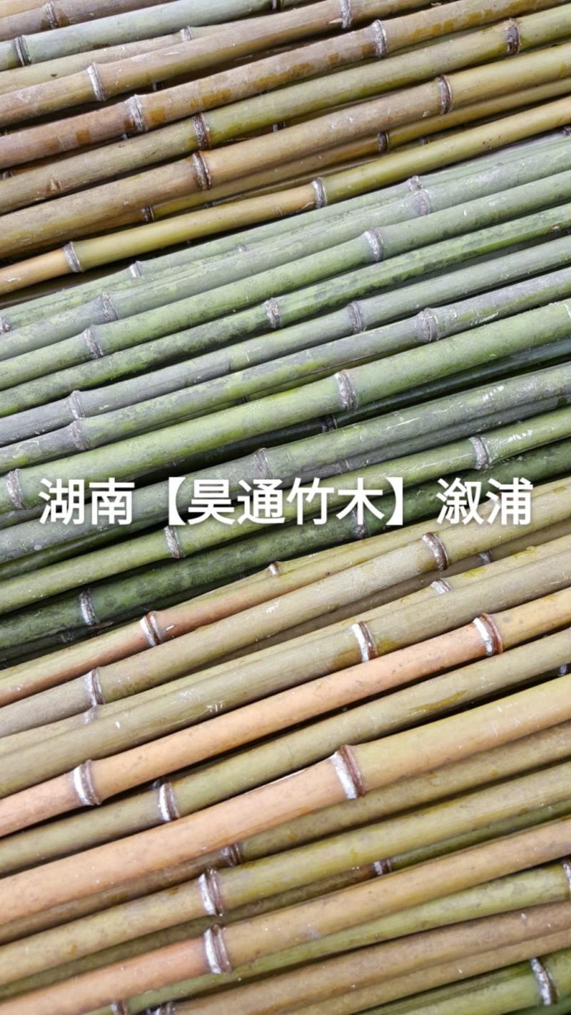湘西雪峰山菜架竹、竹竿、竹架条2.4米金竹、铁竹