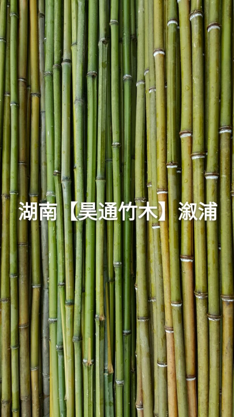 湘西雪峰山菜架竹、竹竿、竹架条2.4米金竹、铁竹