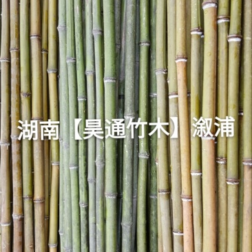 湘西雪峰山菜架竹、竹竿、竹架条2.4米金竹、铁竹