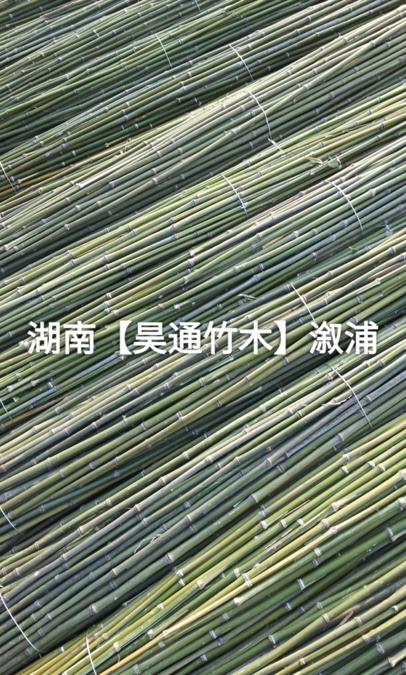 湘西雪峰山菜架竹、竹竿、竹架条2.4米金竹、铁竹