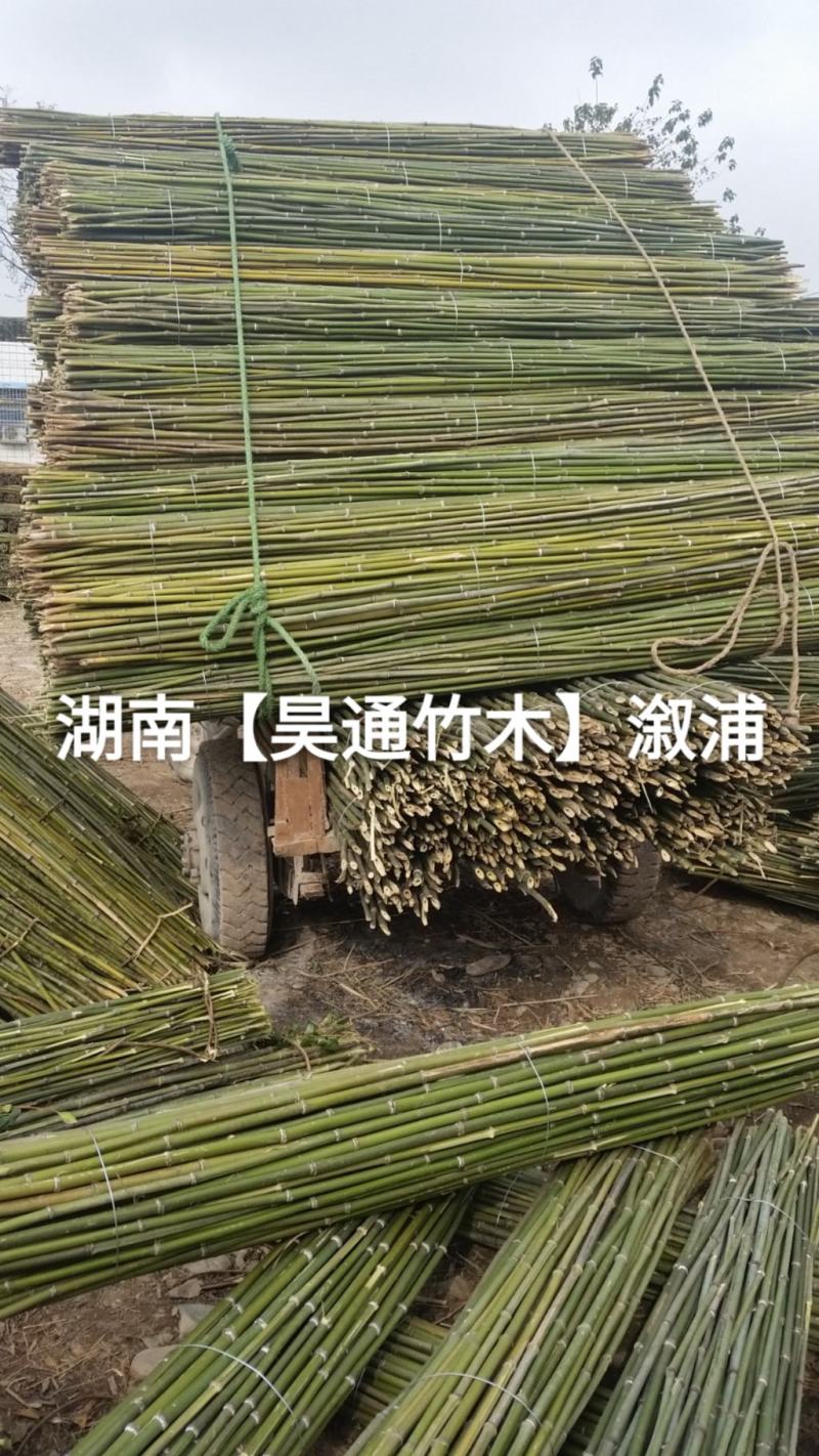 湘西雪峰山菜架竹、竹竿、竹架条2.4米金竹、铁竹