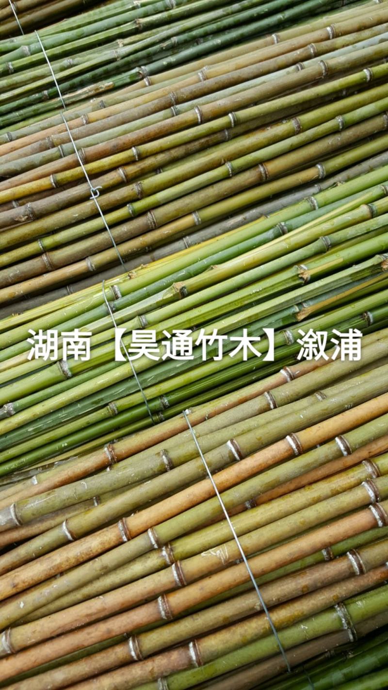 湘西雪峰山菜架竹、竹竿、竹架条2.4米金竹、铁竹