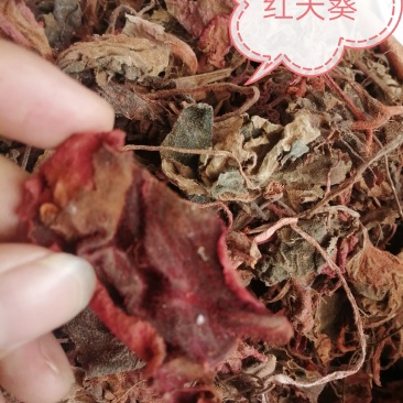包邮！红天葵、青天葵半边伞独脚天葵，大中小叶货干颜色漂亮