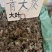 包邮！红天葵、青天葵半边伞独脚天葵，大中小叶货干颜色漂亮
