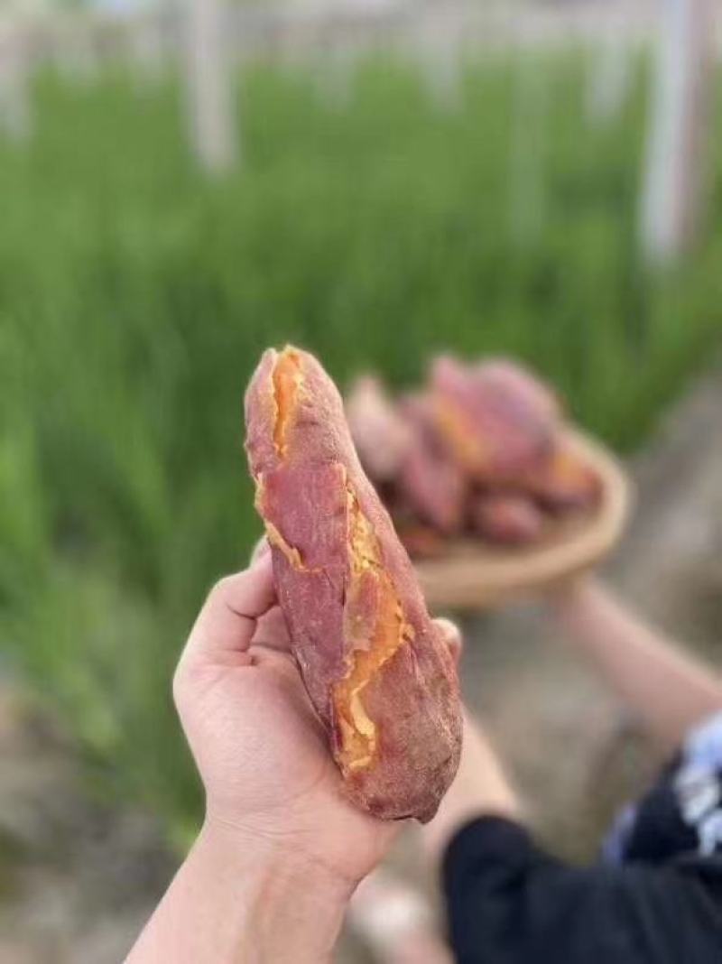 福建六鳌沙地红蜜薯番薯红心地瓜新鲜板栗香薯农家蔬菜包邮