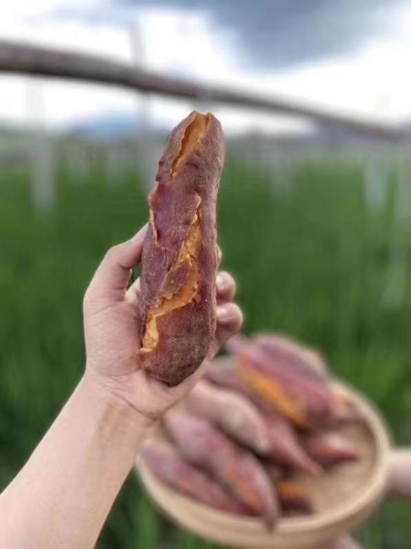 福建六鳌沙地红蜜薯番薯红心地瓜新鲜板栗香薯农家蔬菜包邮