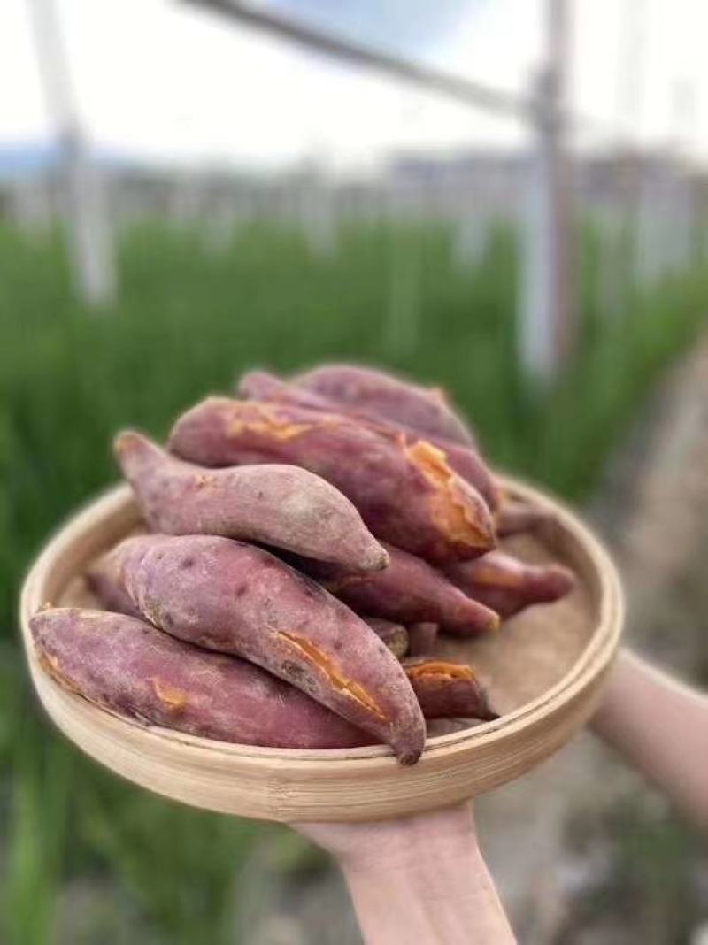 福建六鳌沙地红蜜薯番薯红心地瓜新鲜板栗香薯农家蔬菜包邮