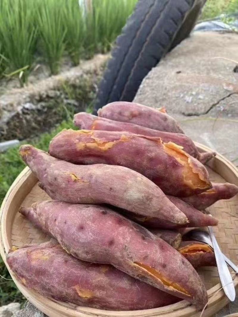 福建六鳌沙地红蜜薯番薯红心地瓜新鲜板栗香薯农家蔬菜包邮
