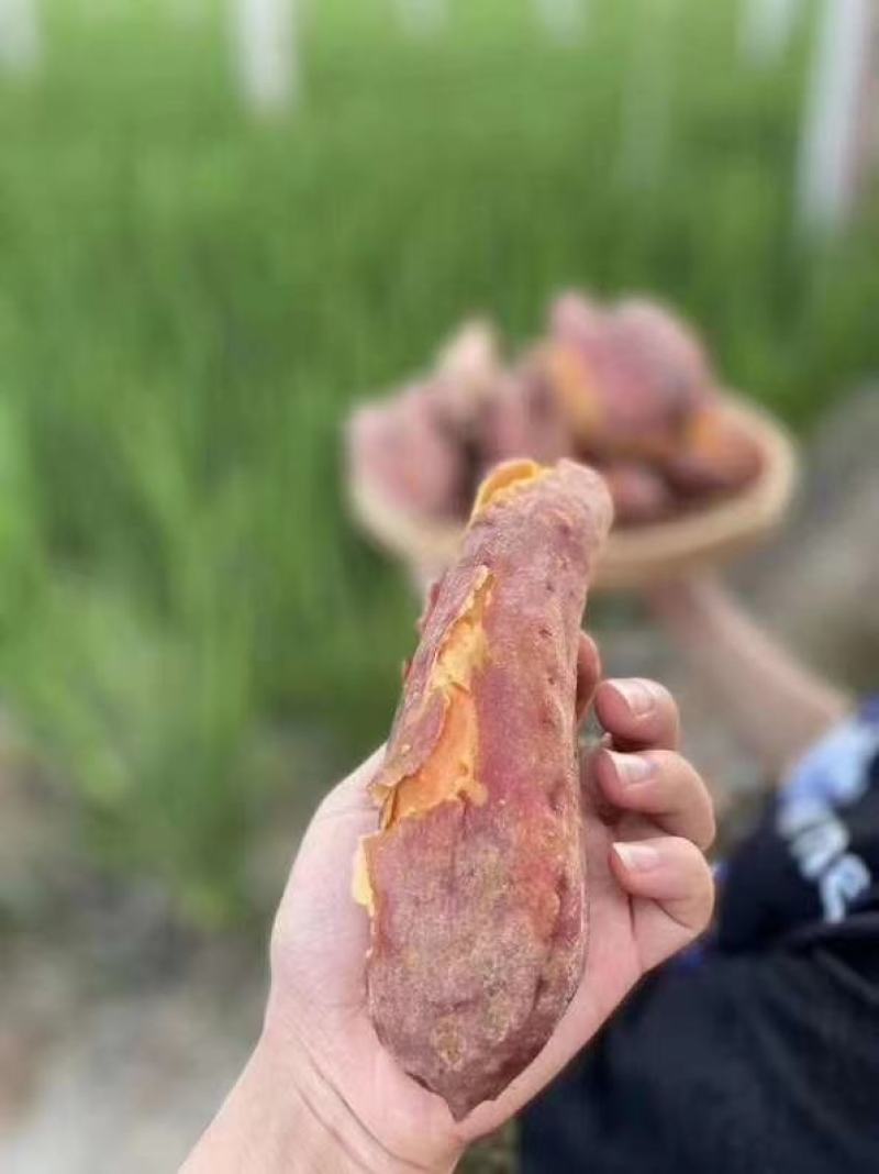 福建六鳌沙地红蜜薯番薯红心地瓜新鲜板栗香薯农家蔬菜包邮