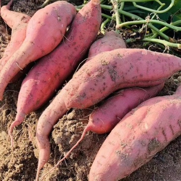 福建六鳌沙地红蜜薯番薯红心地瓜新鲜板栗香薯农家蔬菜包邮