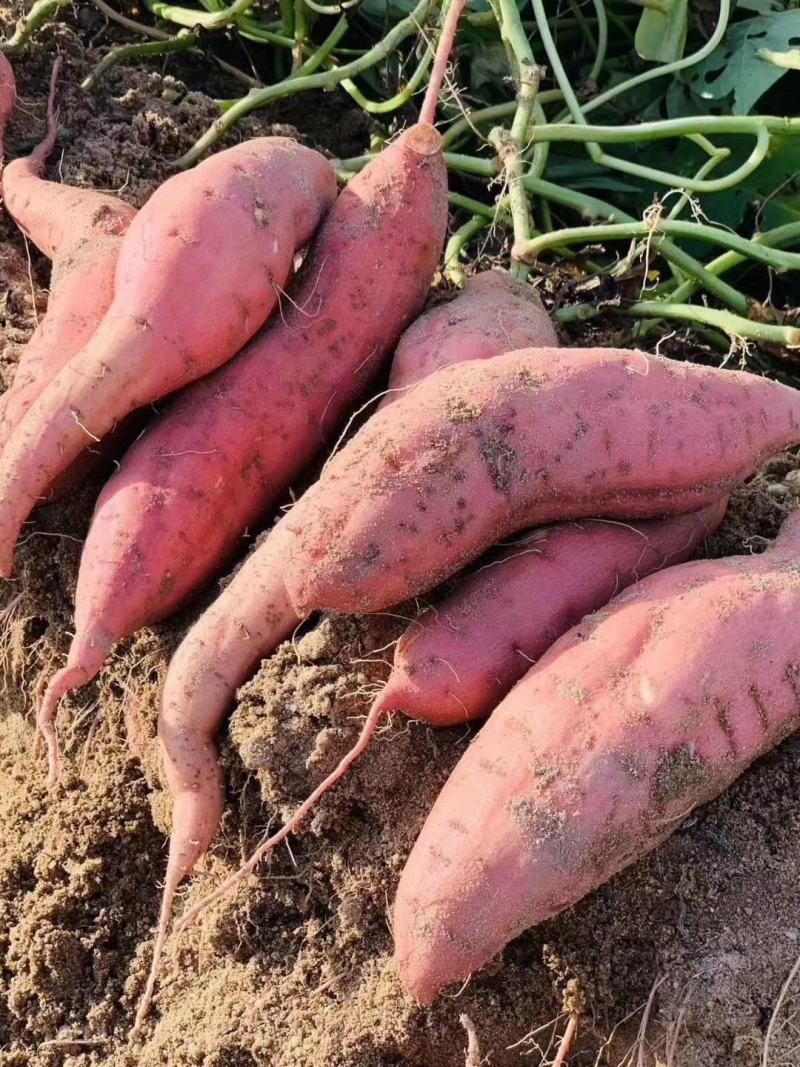 福建六鳌沙地红蜜薯番薯红心地瓜新鲜板栗香薯农家蔬菜包邮