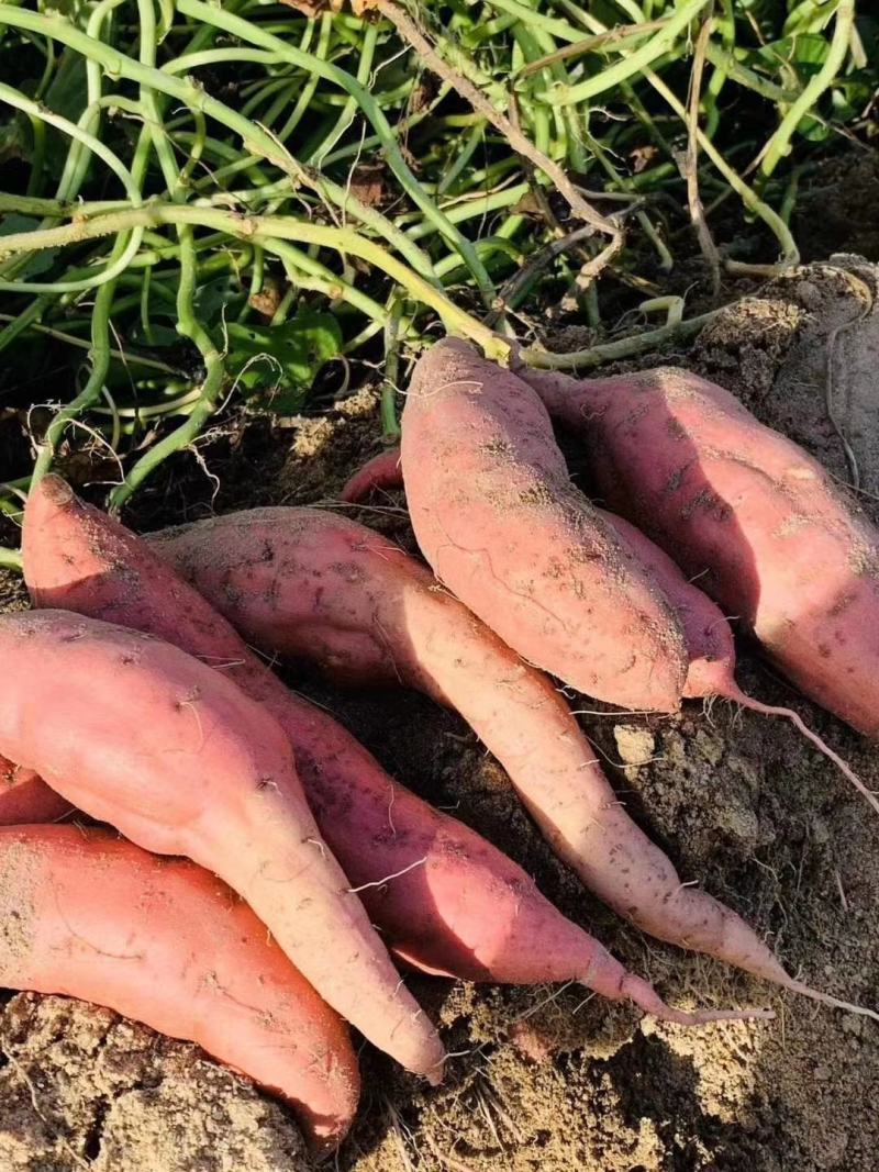福建六鳌沙地红蜜薯番薯红心地瓜新鲜板栗香薯农家蔬菜包邮