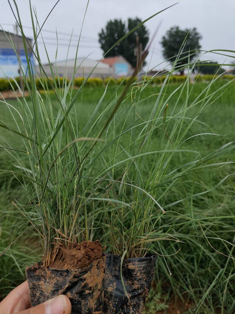 粉黛乱子草花海景观网红草苗可视频看货支持线上交易