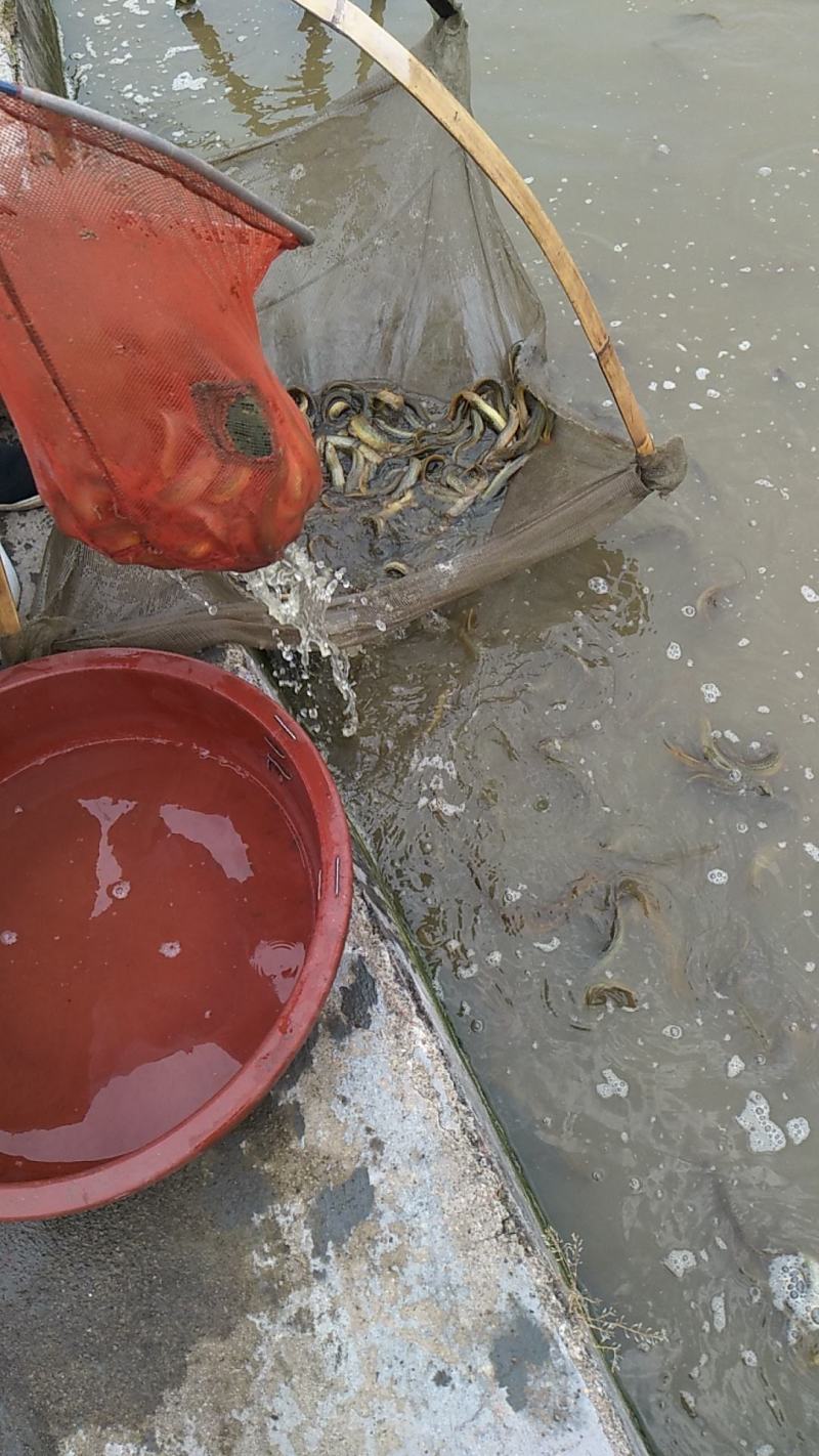 【泥鳅苗】杂交泥鳅苗台湾泥鳅鱼苗包技术可回收