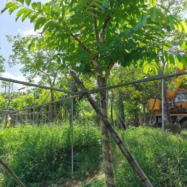 大叶紫薇市政货，地产货8至15公分