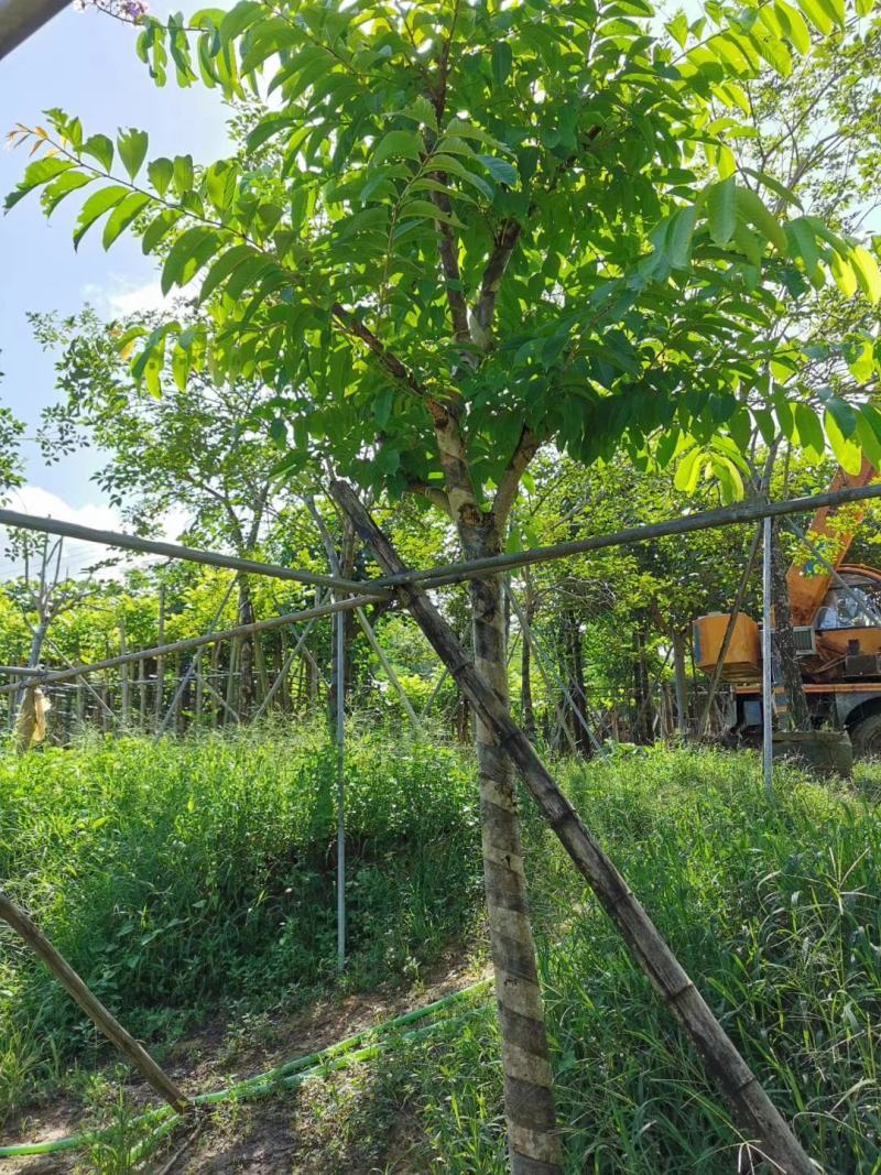 大叶紫薇市政货，地产货8至15公分