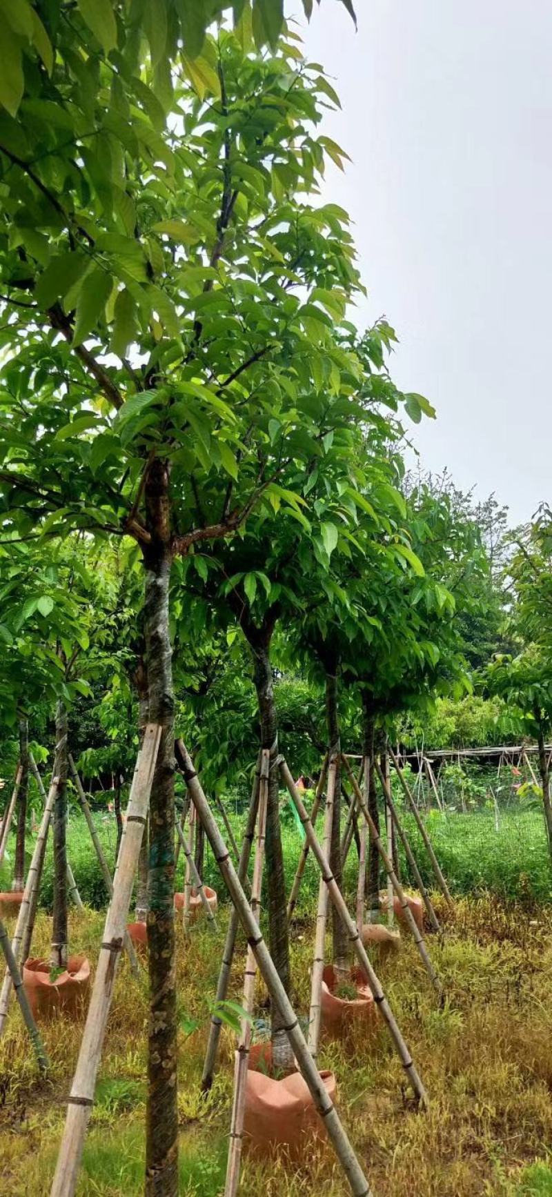 大叶紫薇市政货，地产货8至15公分