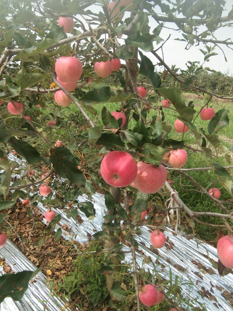 风翔苹果甲天下，纸袋色红，底白