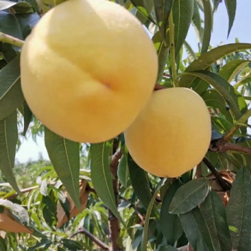 水果蔬菜瓜果树水果蔬菜瓜果树