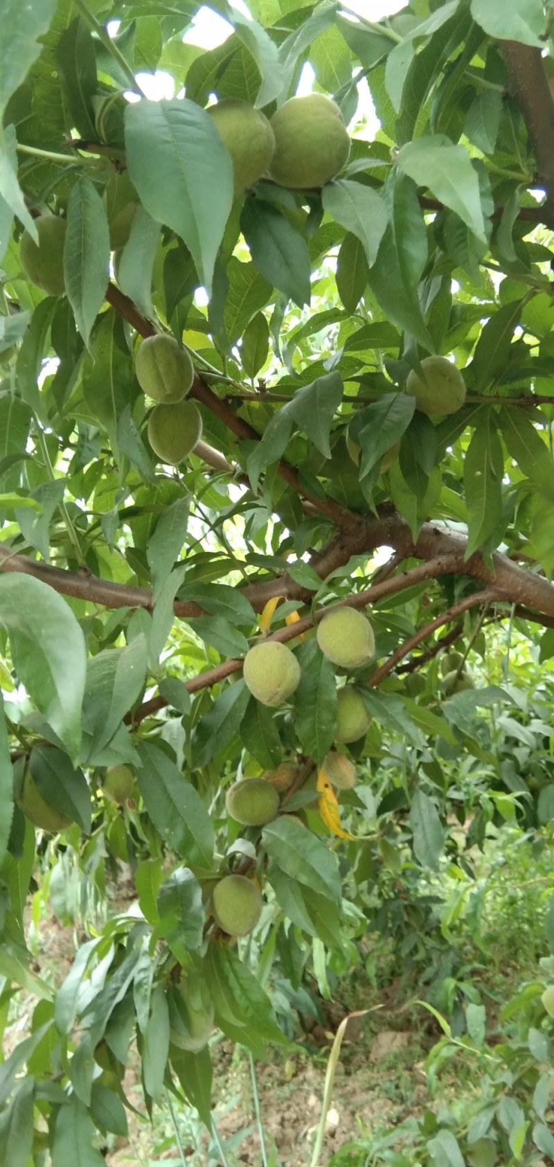 水果蔬菜瓜果树水果蔬菜瓜果树