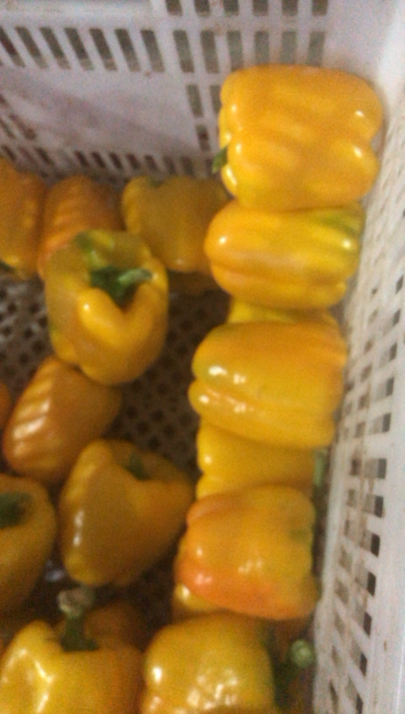 新鲜的红黄彩椒大个均匀红色黄色都有