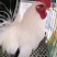 波澜鸡养殖场波澜鸡