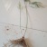 芦笋苗两年根粗苗壮成活率高抗病性强丰产稳产适宜四季栽培