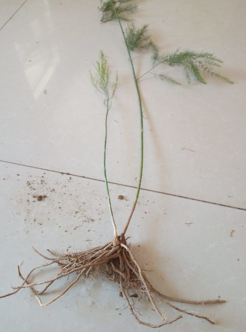 芦笋苗两年根粗苗壮成活率高抗病性强丰产稳产适宜四季栽培