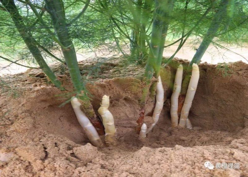 芦笋苗两年根粗苗壮成活率高抗病性强丰产稳产适宜四季栽培