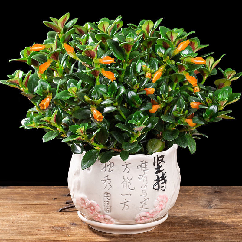 金鱼吊兰驱蚊植物吊兰盆栽四季常青吸甲醛二手烟