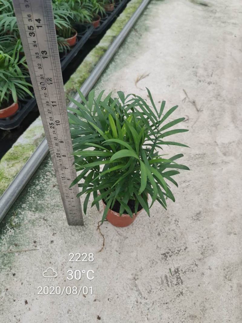 袖珍椰子盆栽基地直供易养四季常绿适合各种拼盆搭配