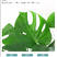 大型观叶植物龟背竹水培大叶室内观叶盆栽绿植净化空气