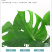 大型观叶植物龟背竹水培大叶室内观叶盆栽绿植净化空气