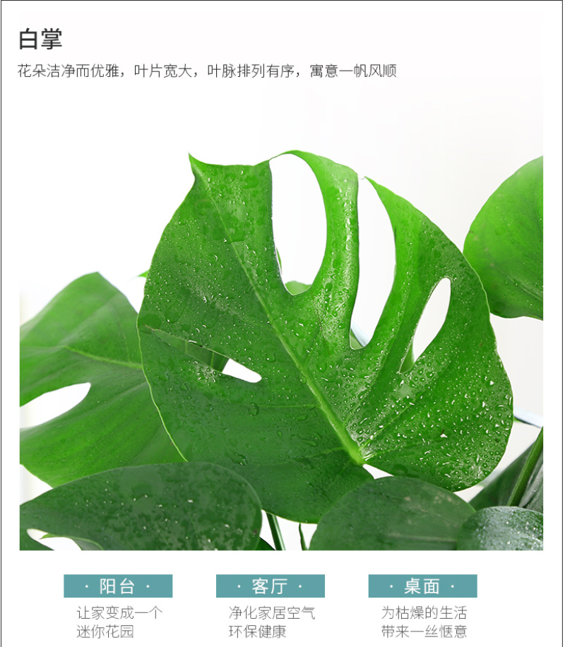 大型观叶植物龟背竹水培大叶室内观叶盆栽绿植净化空气
