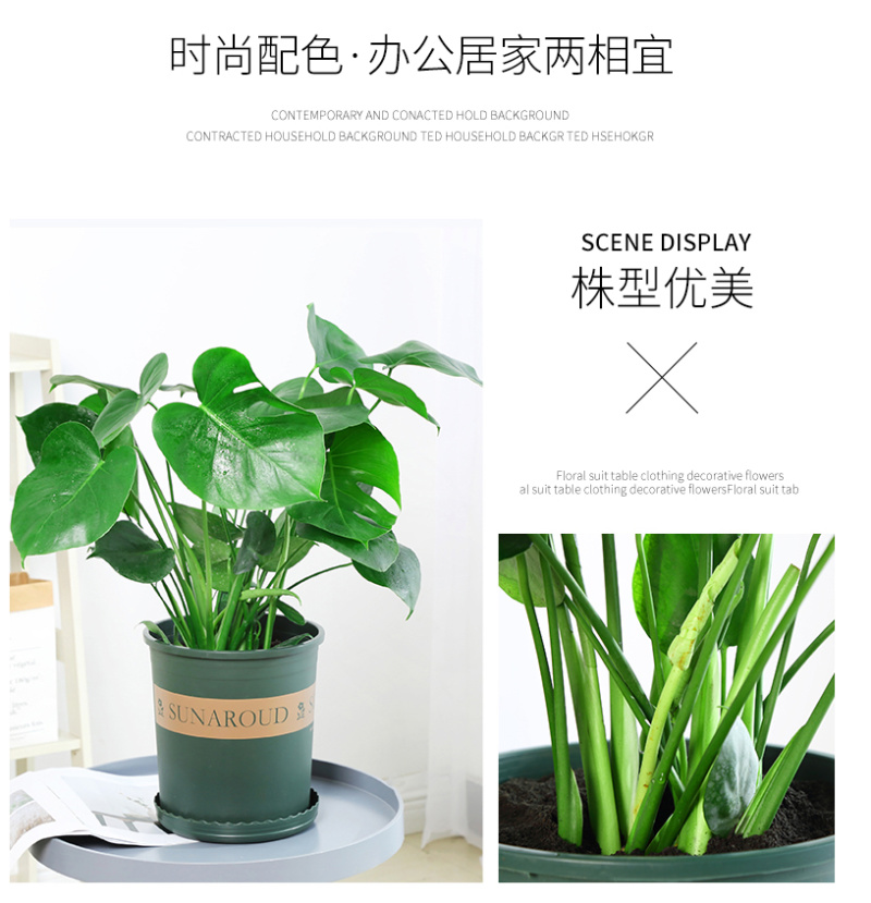 大型观叶植物龟背竹水培大叶室内观叶盆栽绿植净化空气